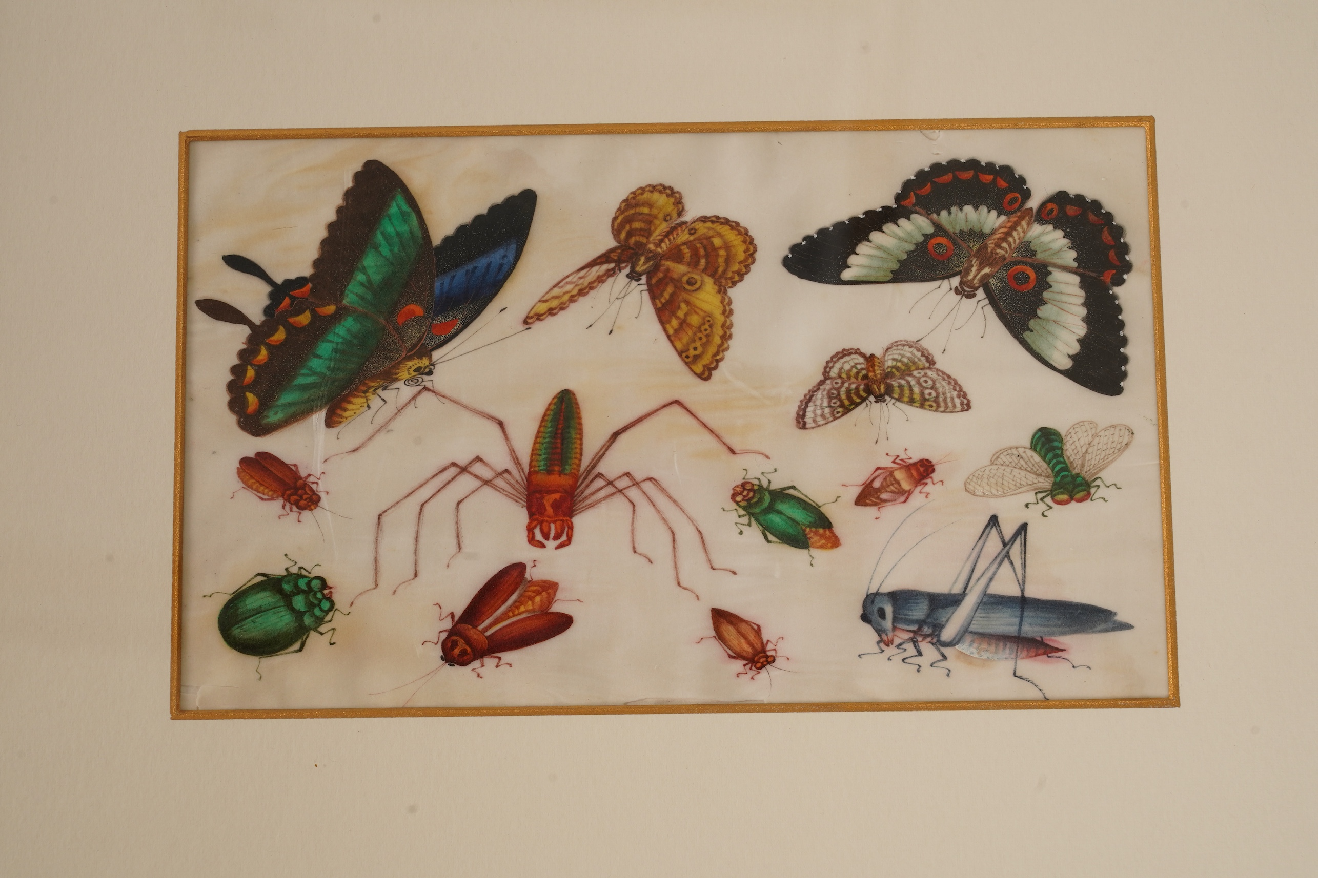 Chinese School , (mid 19th century), Butterfly and insect studies, A set of eight watercolours on pith paper, each image 16 x 26cm, staining